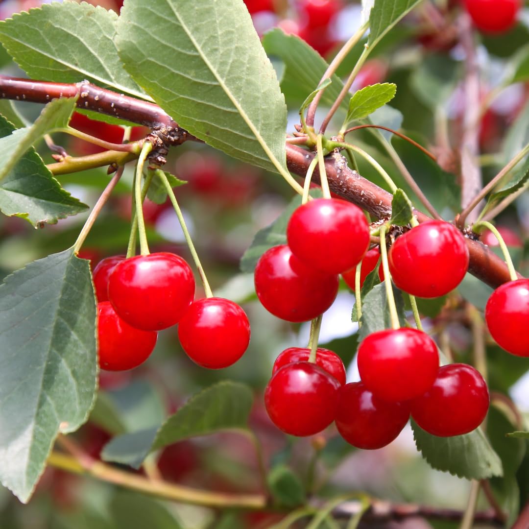 Pure Original Ingredients Tart Cherry Extract Powder 16 oz