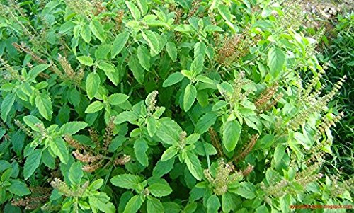 Harmony Nutraceuticals Tulsi - Holy Basil Supplement, Highest Potency, Maximum Bioavailability, Made with Organic Herbs, Capsules, 120 Count