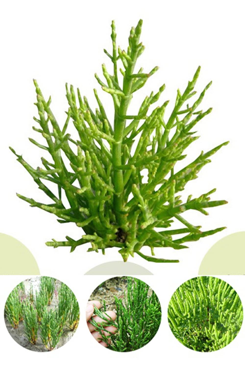 PALPLUS Organic Natural Pure Glasswort (Samphire, Salicornia Herbacea) Extract Powder, 1 Count