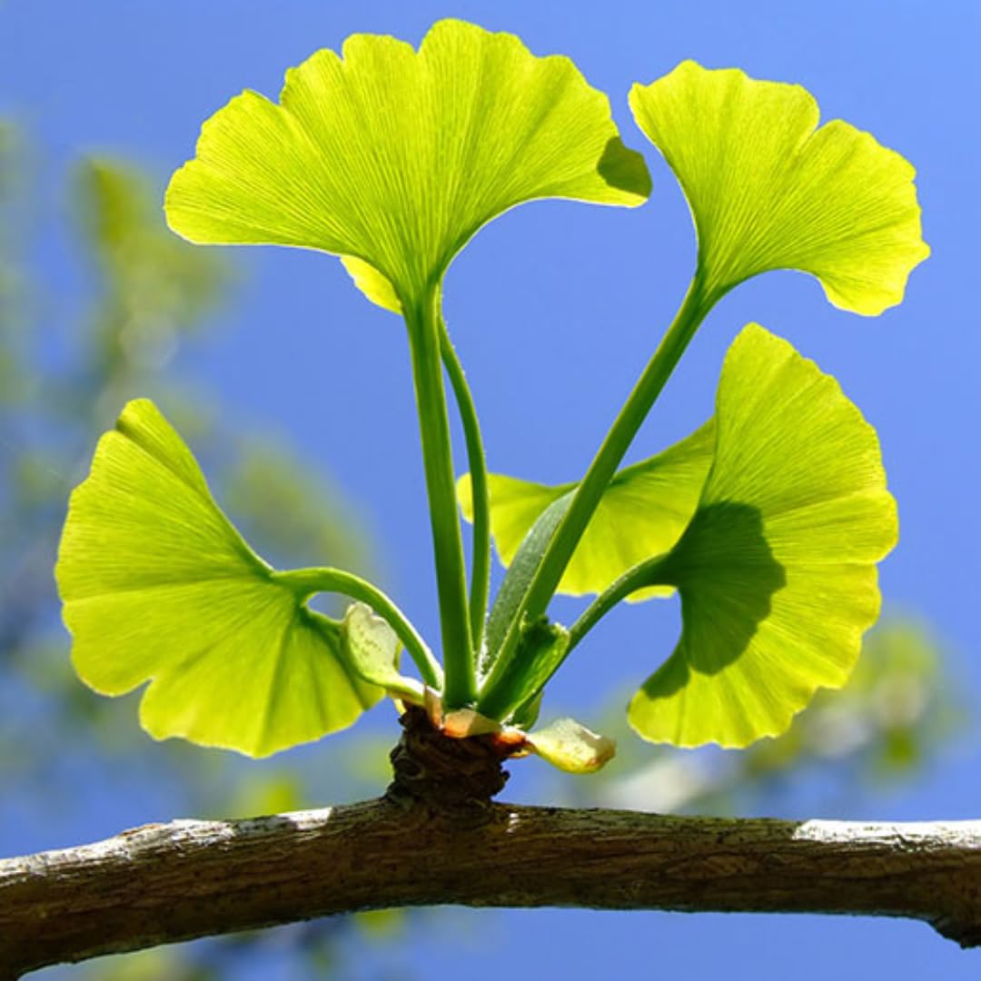 Herb To Body Ginkgo Leaf Powder 4 oz