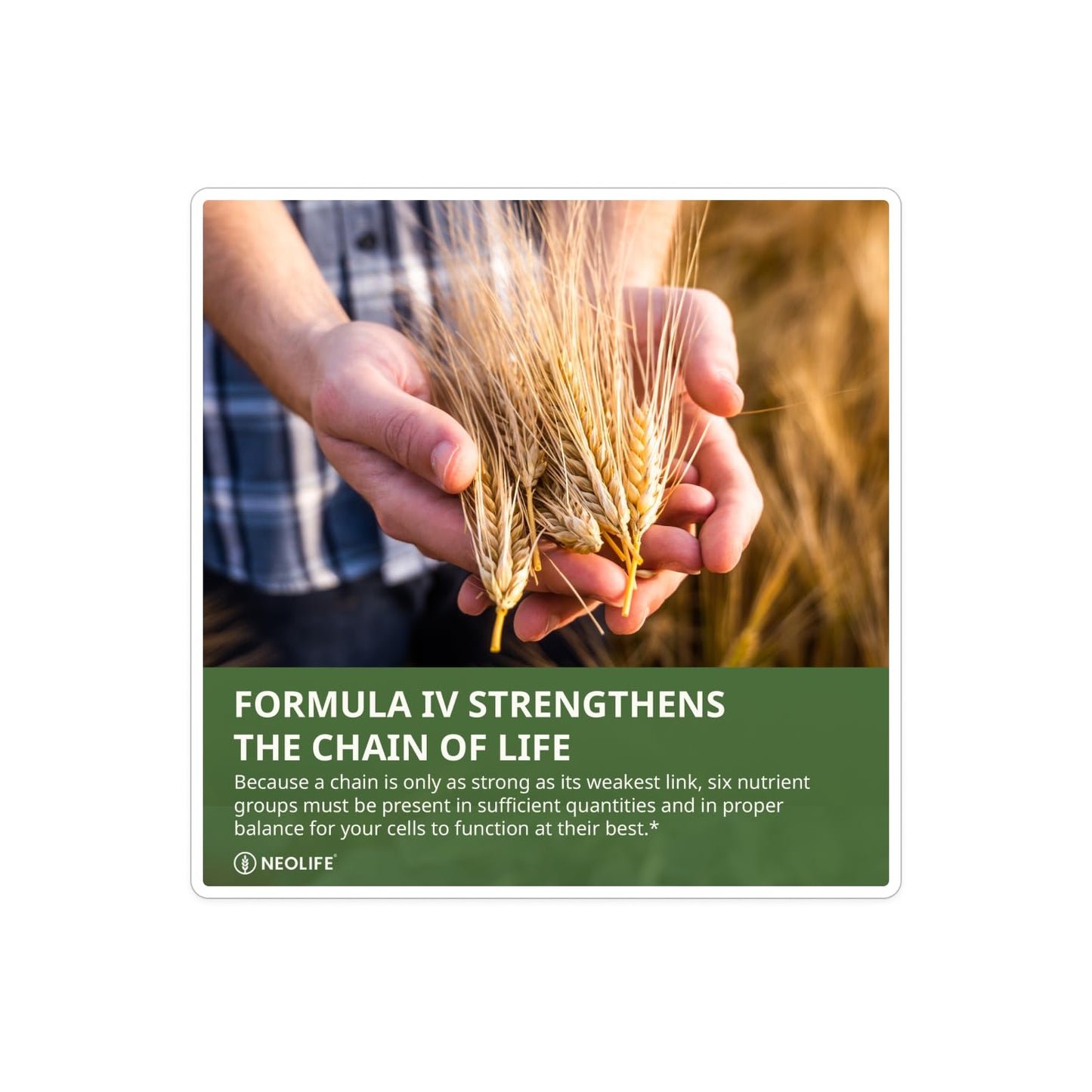 NeoLife Formula IV Softgels 120