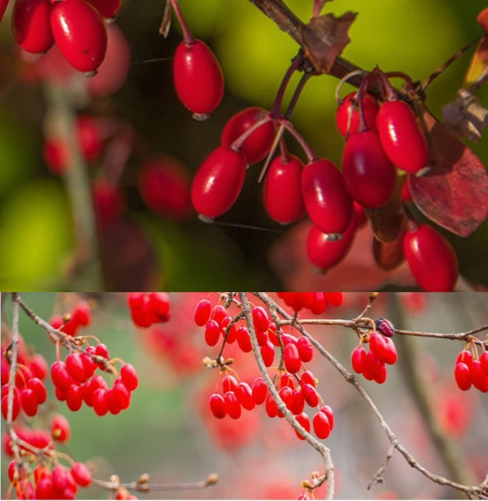 PALPLUS Cornelian Cherry Cornus Fruit Extract Powder 1 Pack