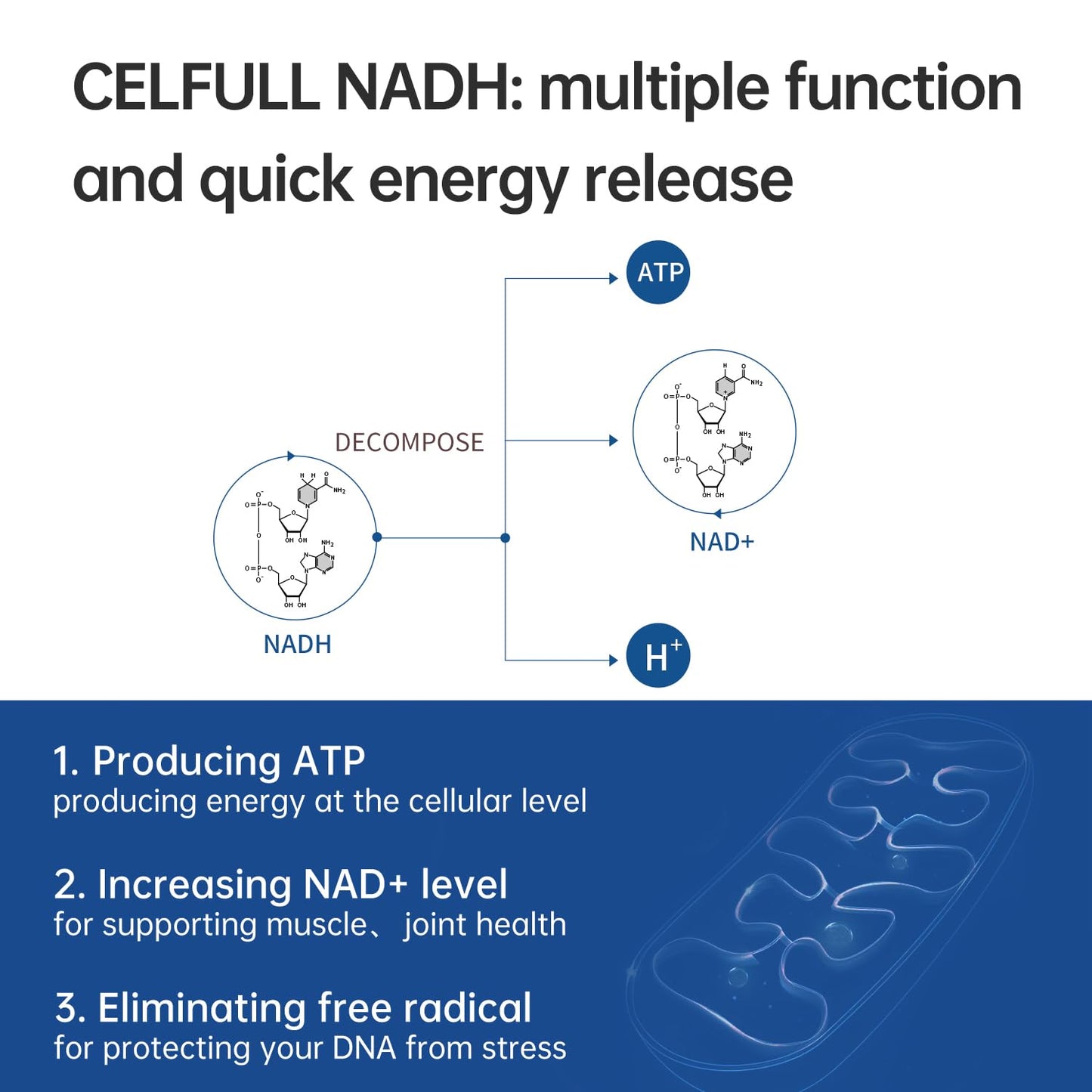 CELFULL NADH Supplement NMN Alternative NAD+ Supplement 1 Tablet