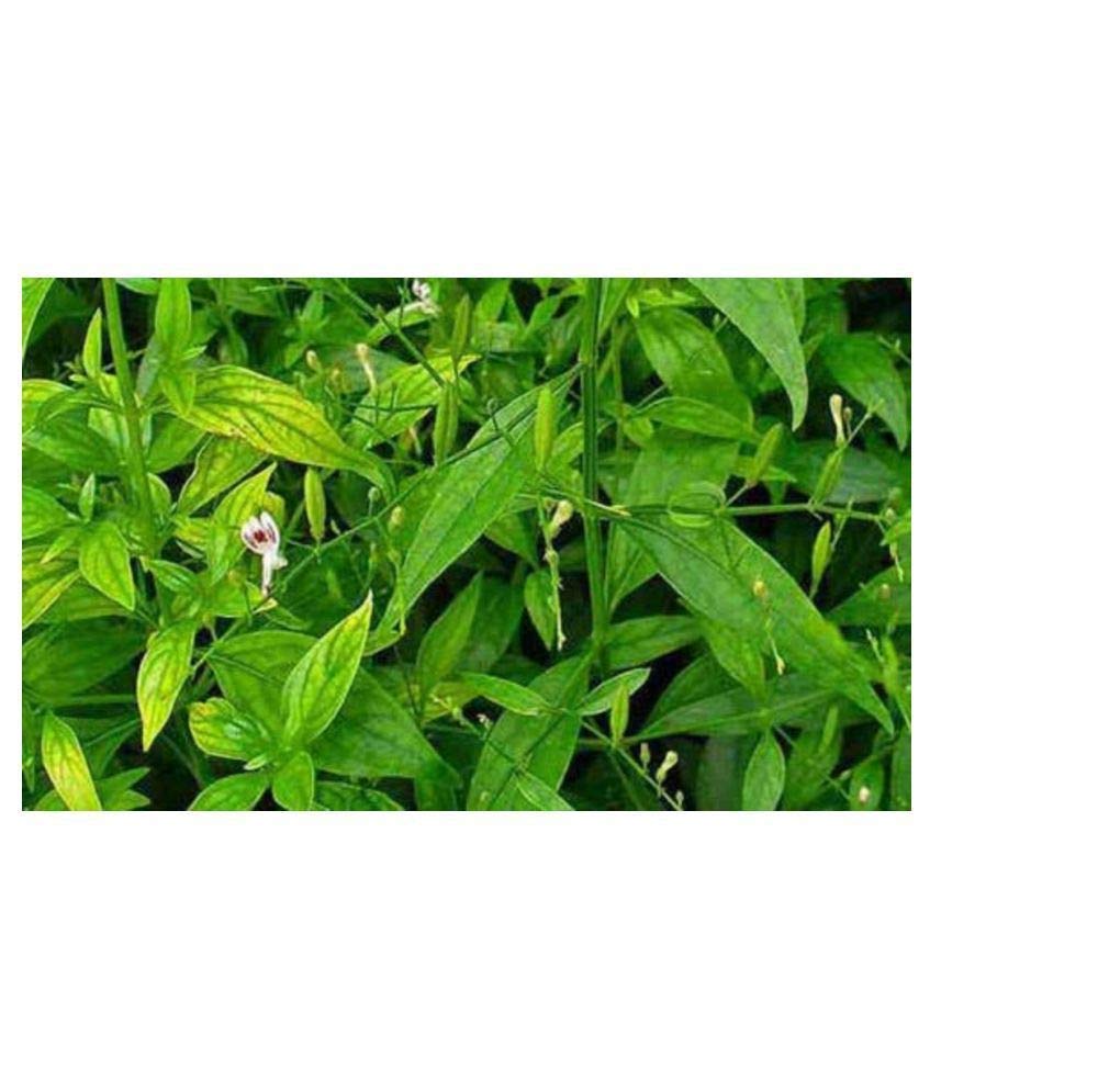 neotea Kalmegh Powder Andrographis Paniculata, 3.52 oz