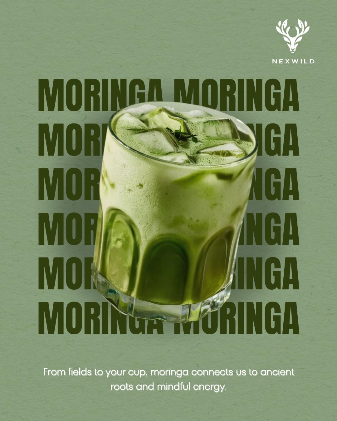 Nexwild Organics Moringa Oleifera Leaf Powder 8 O unces