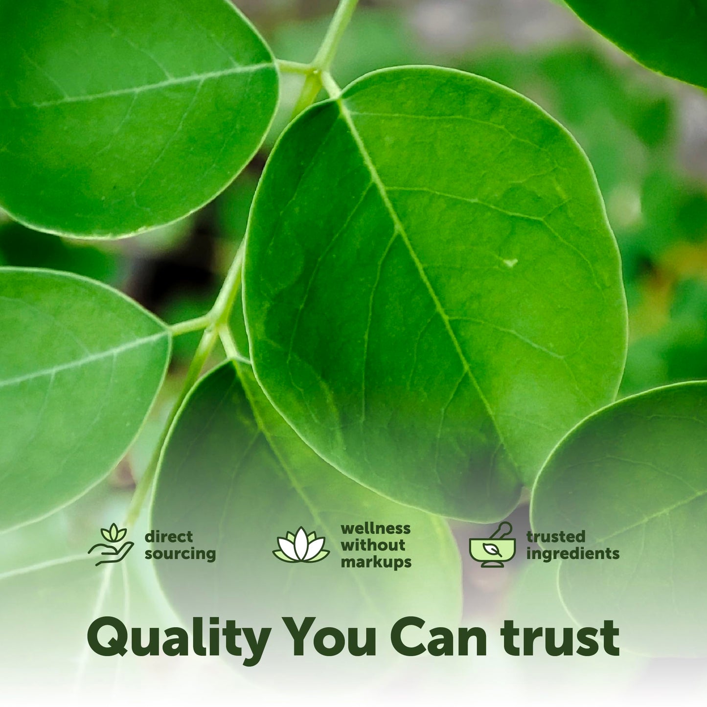 Micro Ingredients Moringa Leaf Extract 500mg per Serving Softgels 240 Count