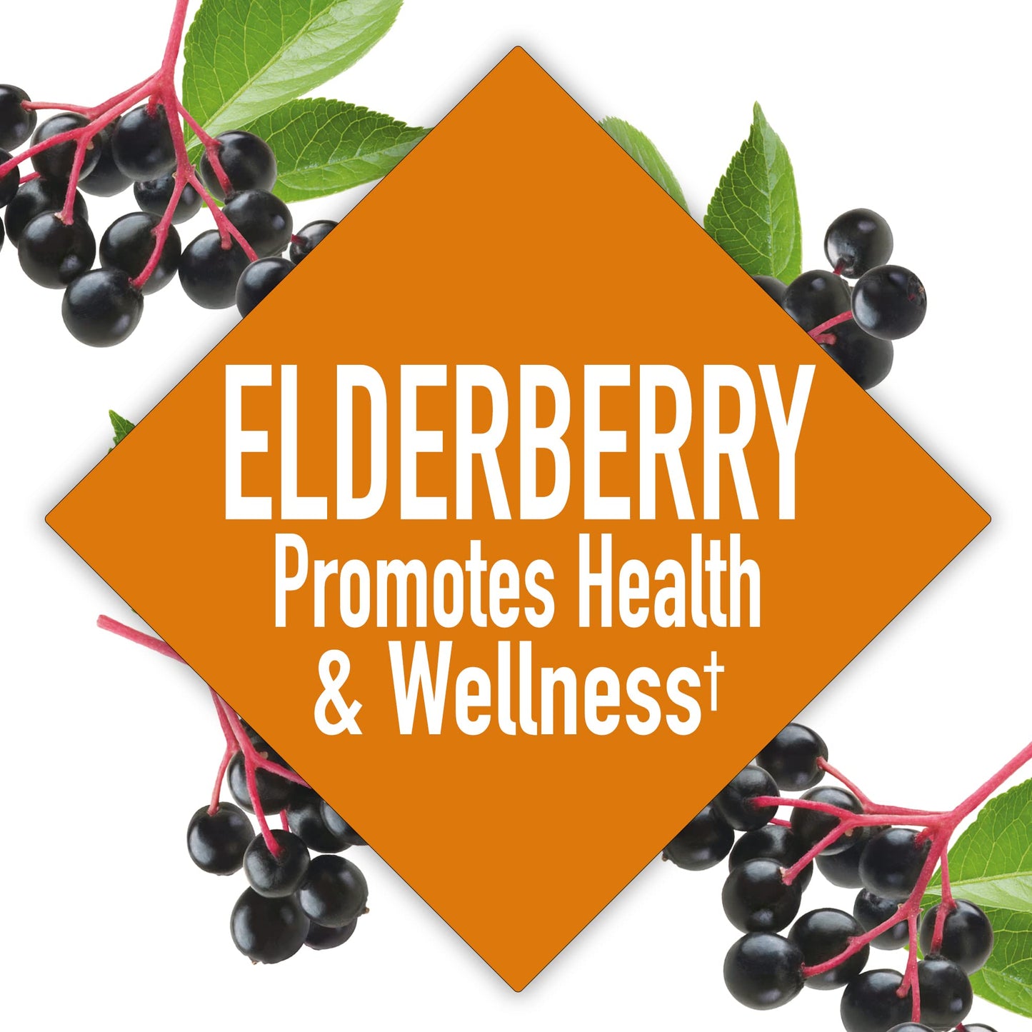 Windmill Elderberry Capsules 60 Capsules