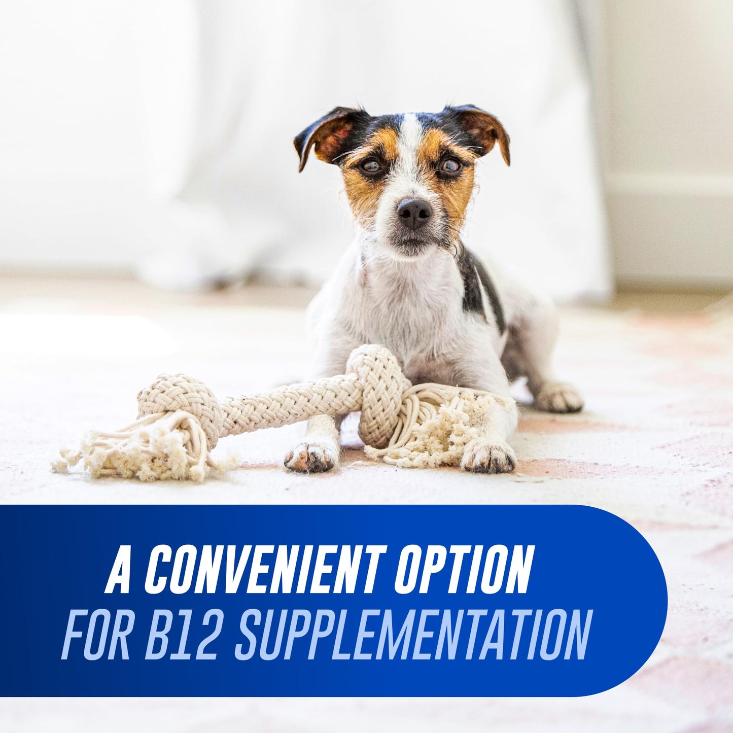 Nutramax Laboratories Cobalequin Vitamin B12 for Cats & Small Dogs Tablet 45