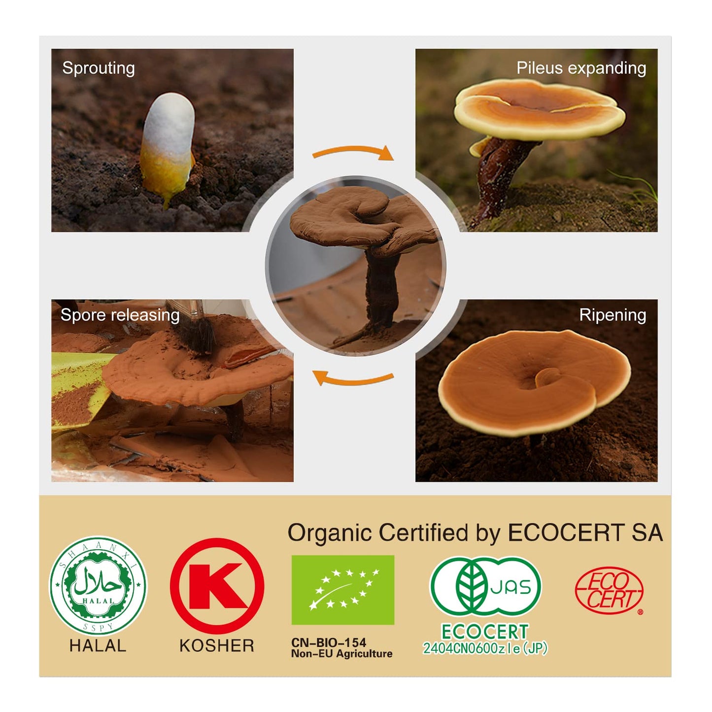 GANOHERB Organic Reishi Mushroom Capsules 60 Capsules
