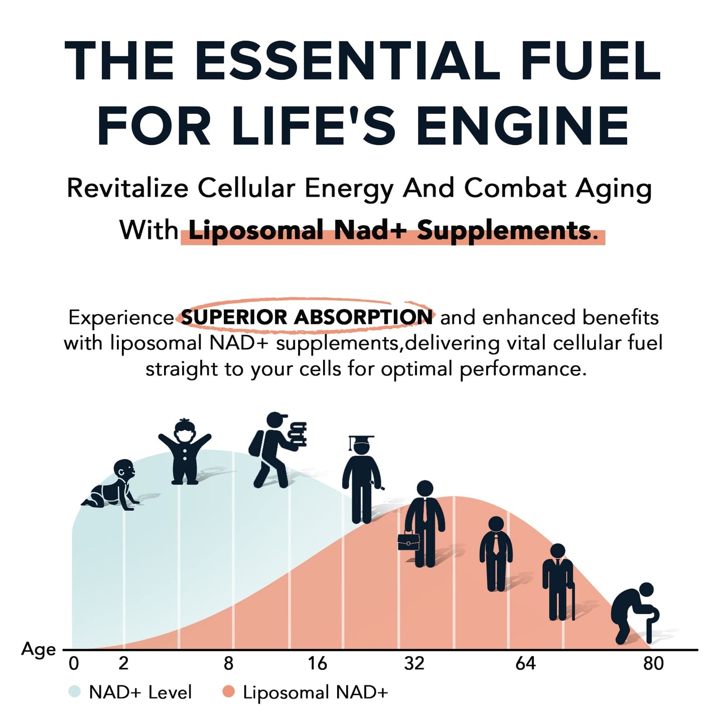 Fabamax Liposomal NAD+ Supplement 1600 mg, 60 Softgels