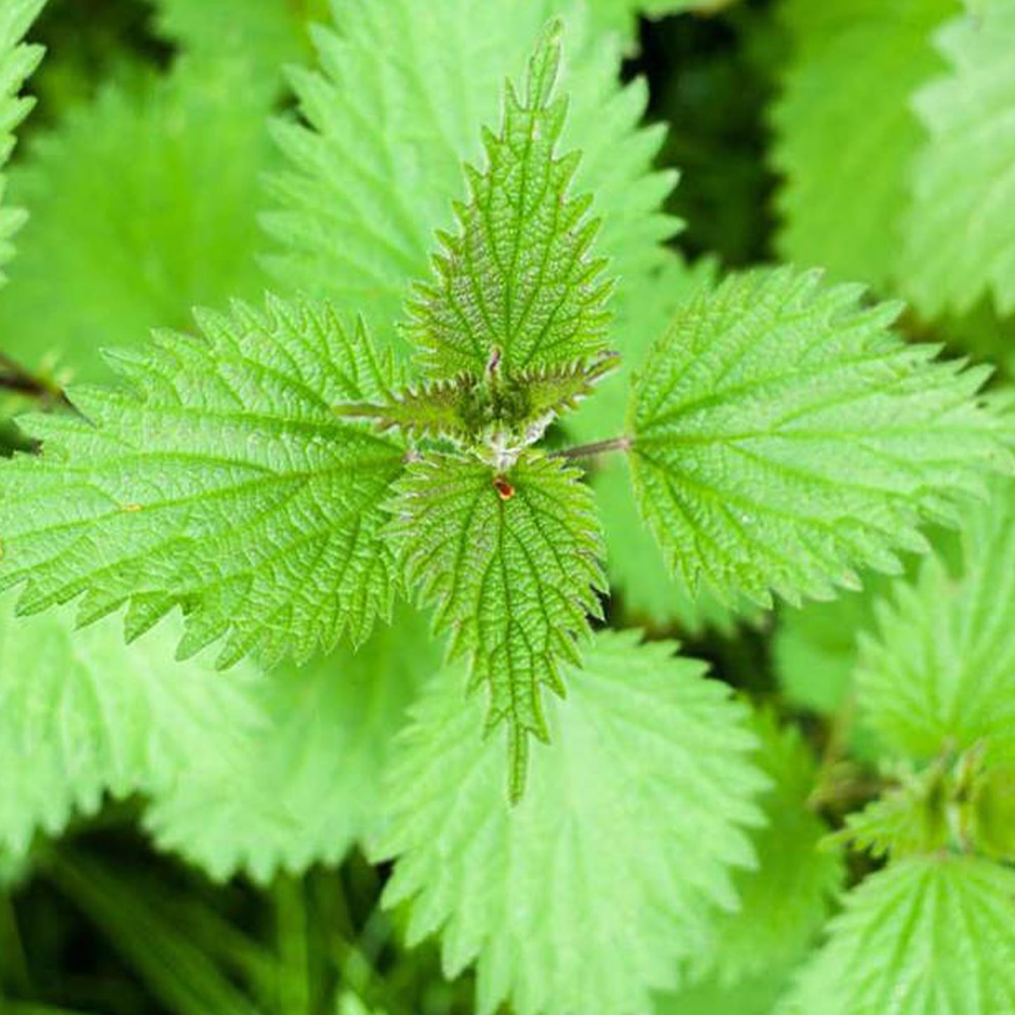 Earthborn Elements Stinging Nettle Leaf Capsules 200 Count