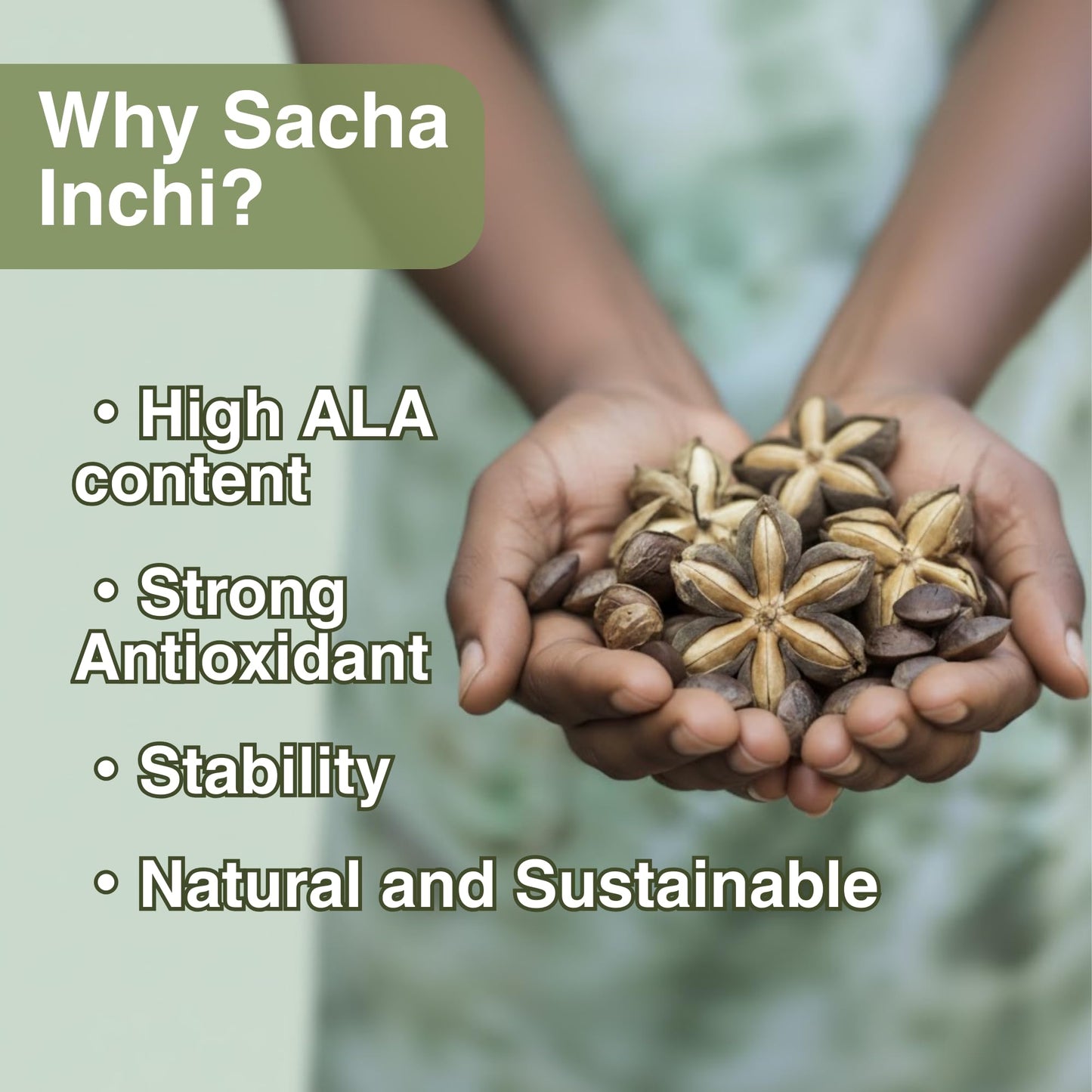 NKG Sacha Inchi Oil Capsule 120 Count