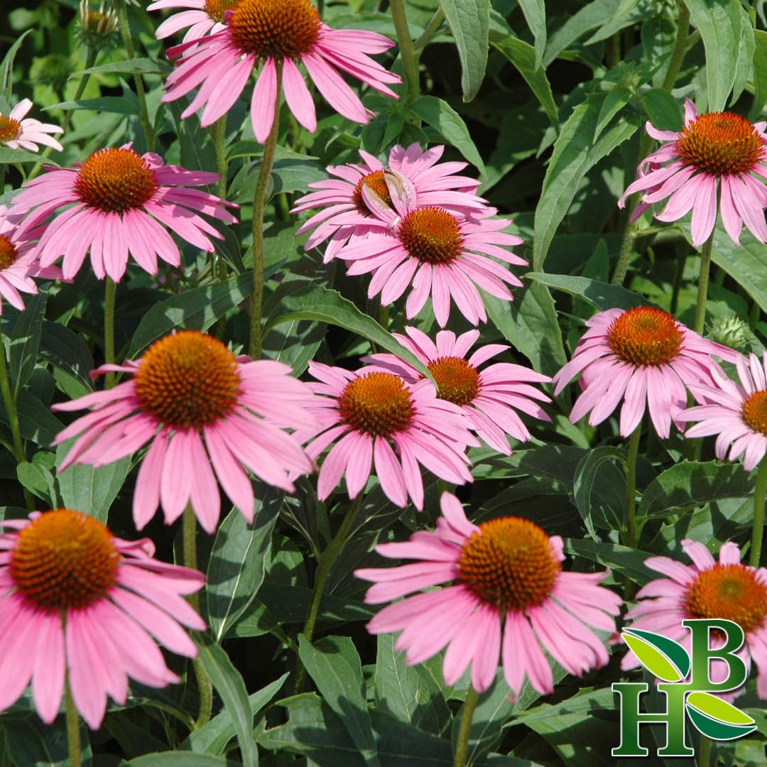 Herb To Body Echinacea Purpurea Tops Powder 4 oz