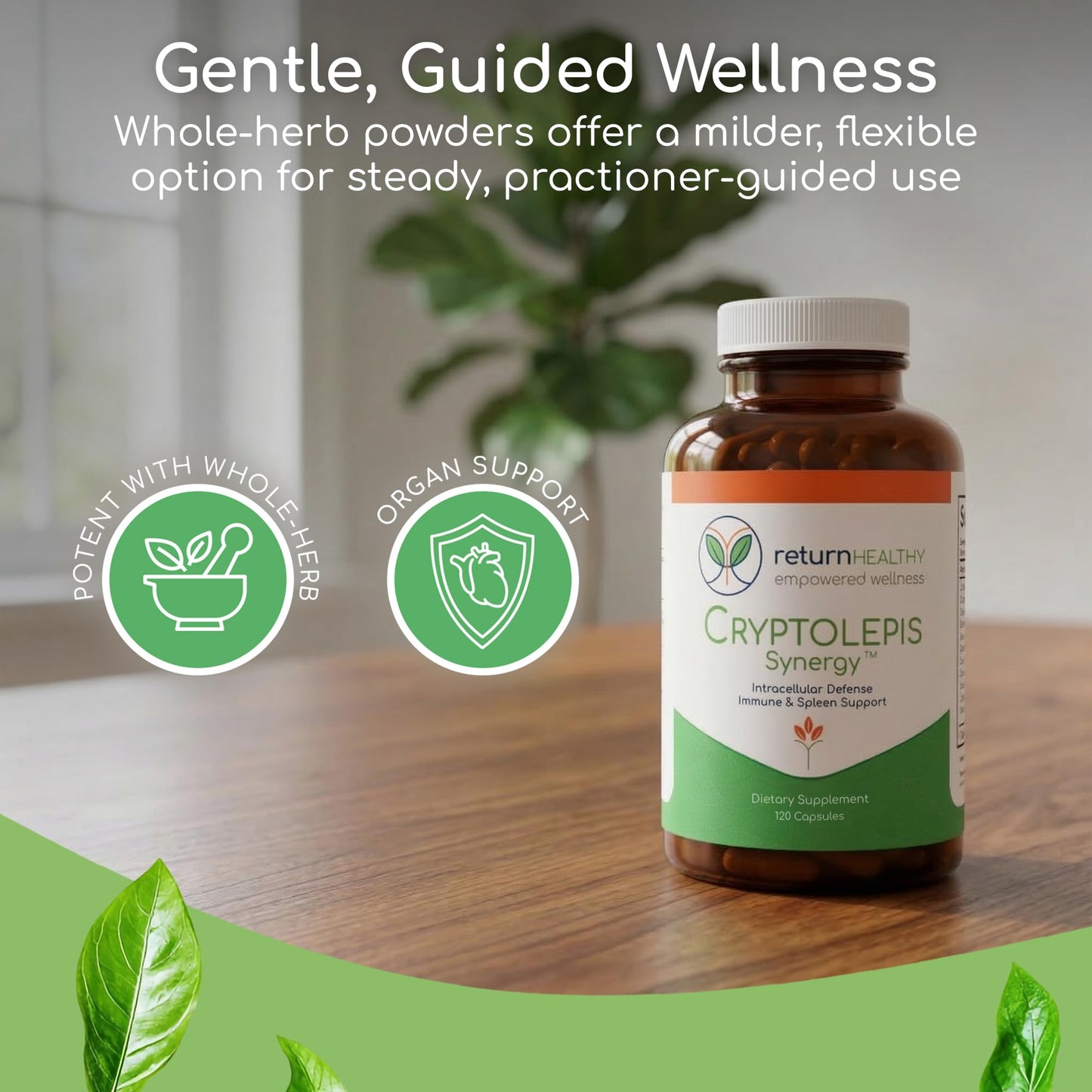 Return Healthy Cryptolepis Synergy, 120 Capsules
