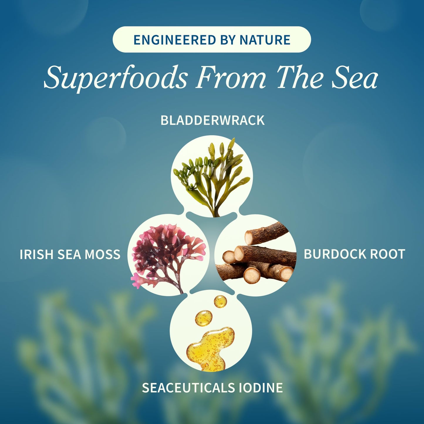 Snap Supplements Irish Sea Moss with Bladderwrack, Burdock Root & Iodine – Natural Sea Moss Supplement to Support Gut Health, Energy & Healthy-Looking Skin, 60 Capsules