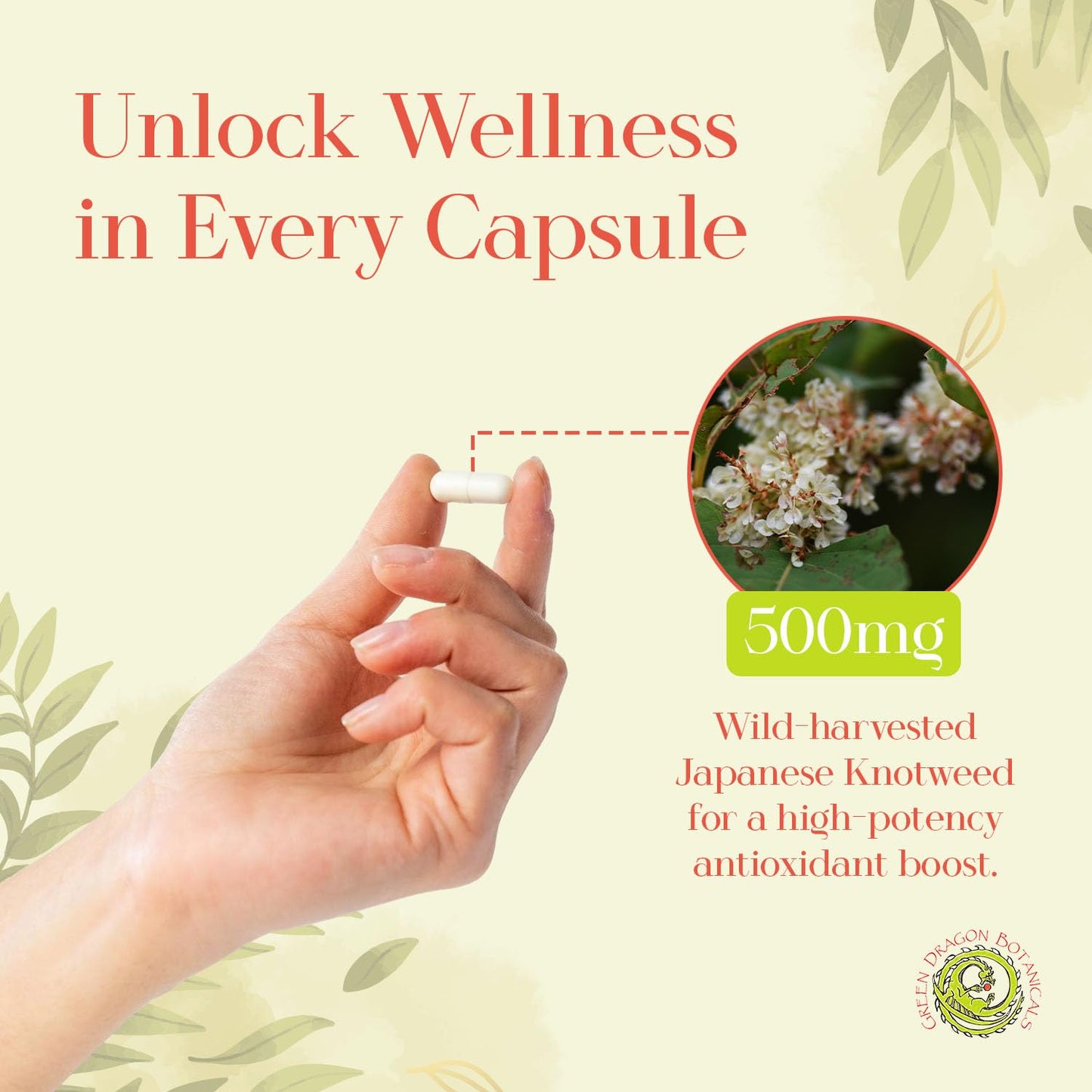 Green Dragon Botanicals Japanese Knotweed Capsules 500 mg, 100 Count