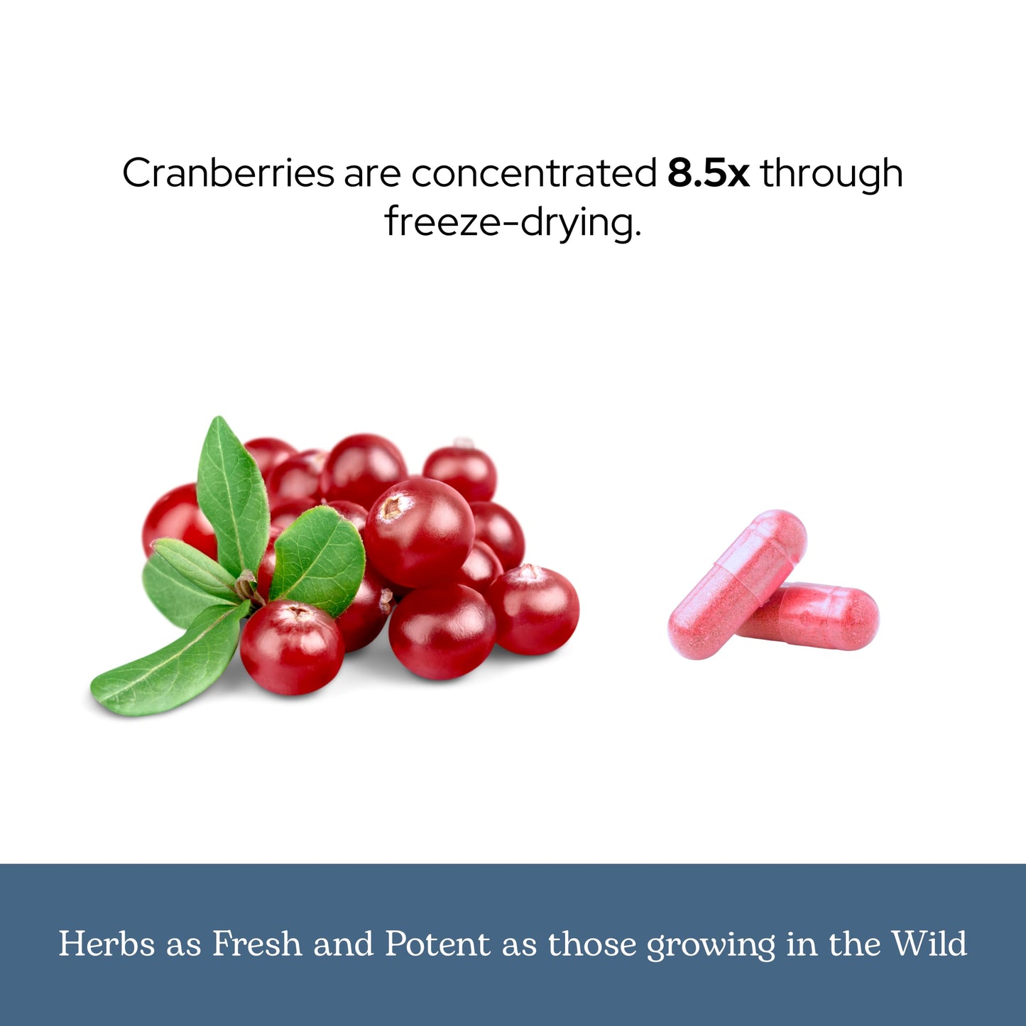 Eclectic Institute Premium Freeze Dried Cranberry Capsules, Urinary Tract Support, 90 Count