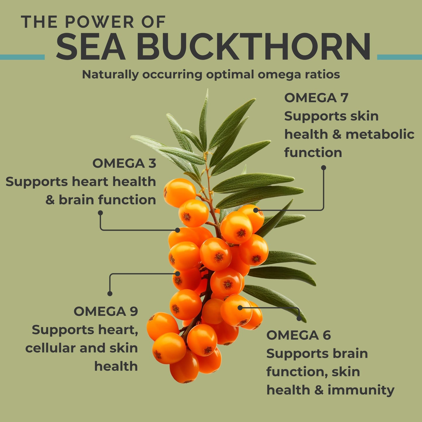 SeabuckWonders Organic Sea Buckthorn Oil Omega-7 Complete Capsules, 30 Count