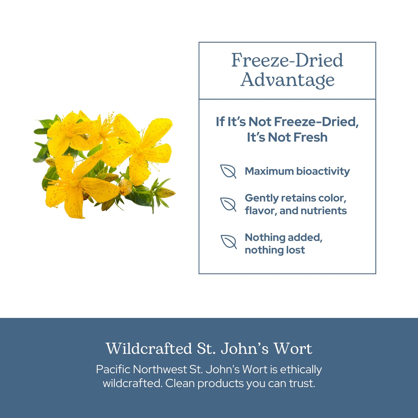 Eclectic Institute St. John's Wort Capsules 90 Count
