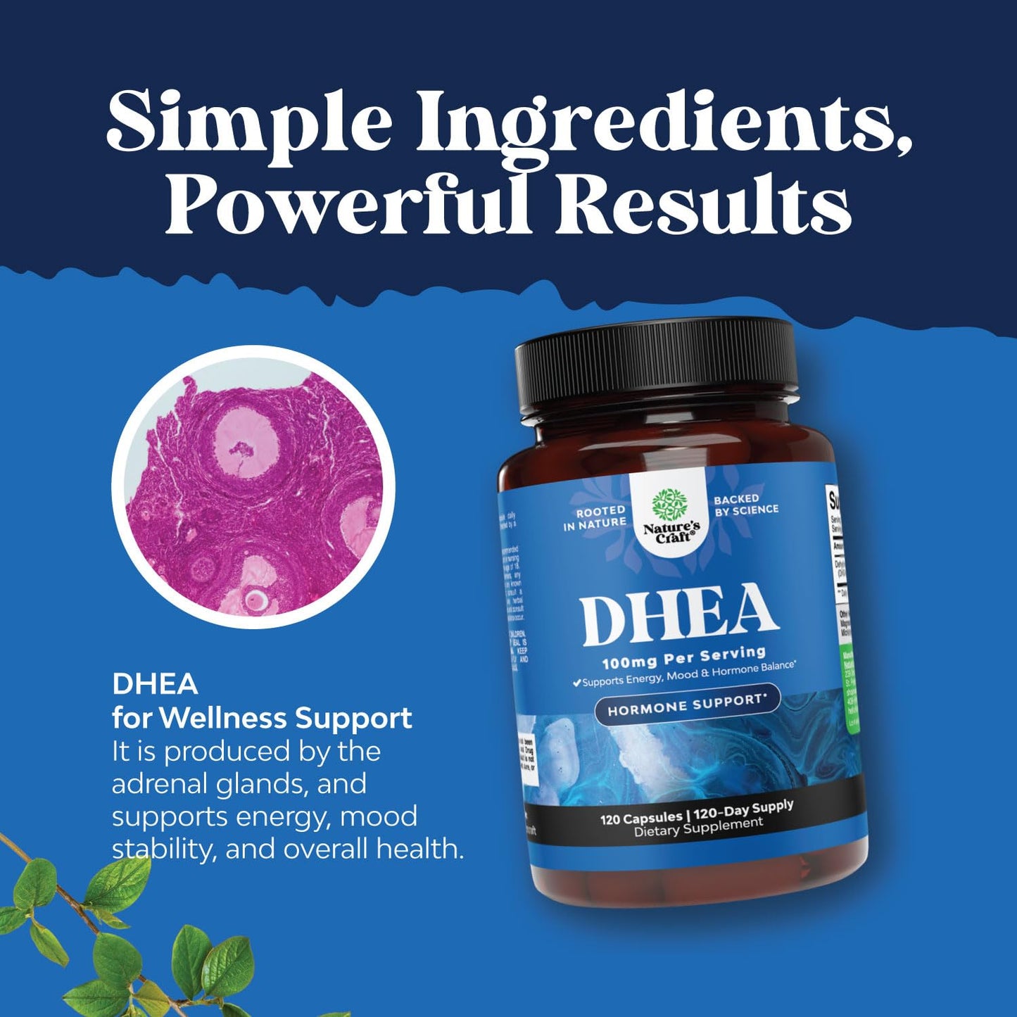 Natures Craft DHEA 100mg per Serving Capsule 120 Count