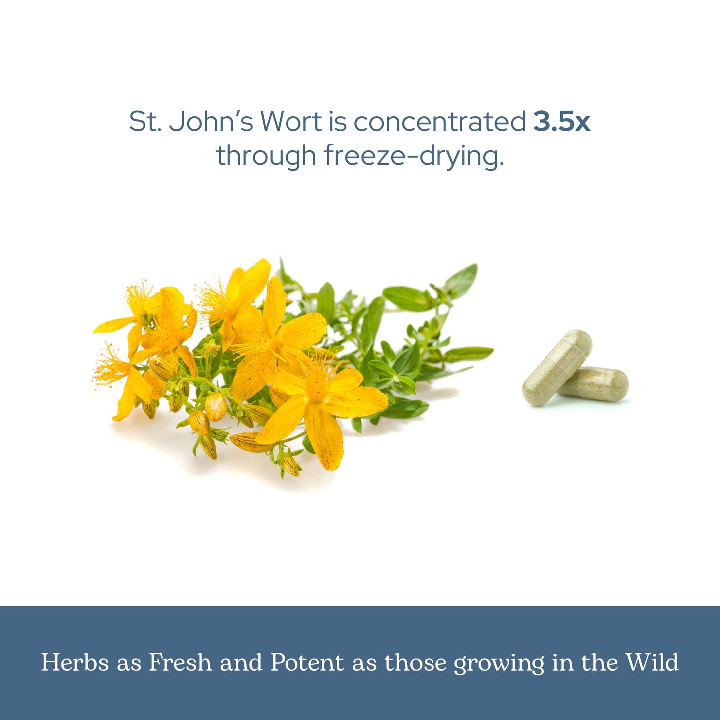 Eclectic Institute St. John's Wort Capsules 120 Count