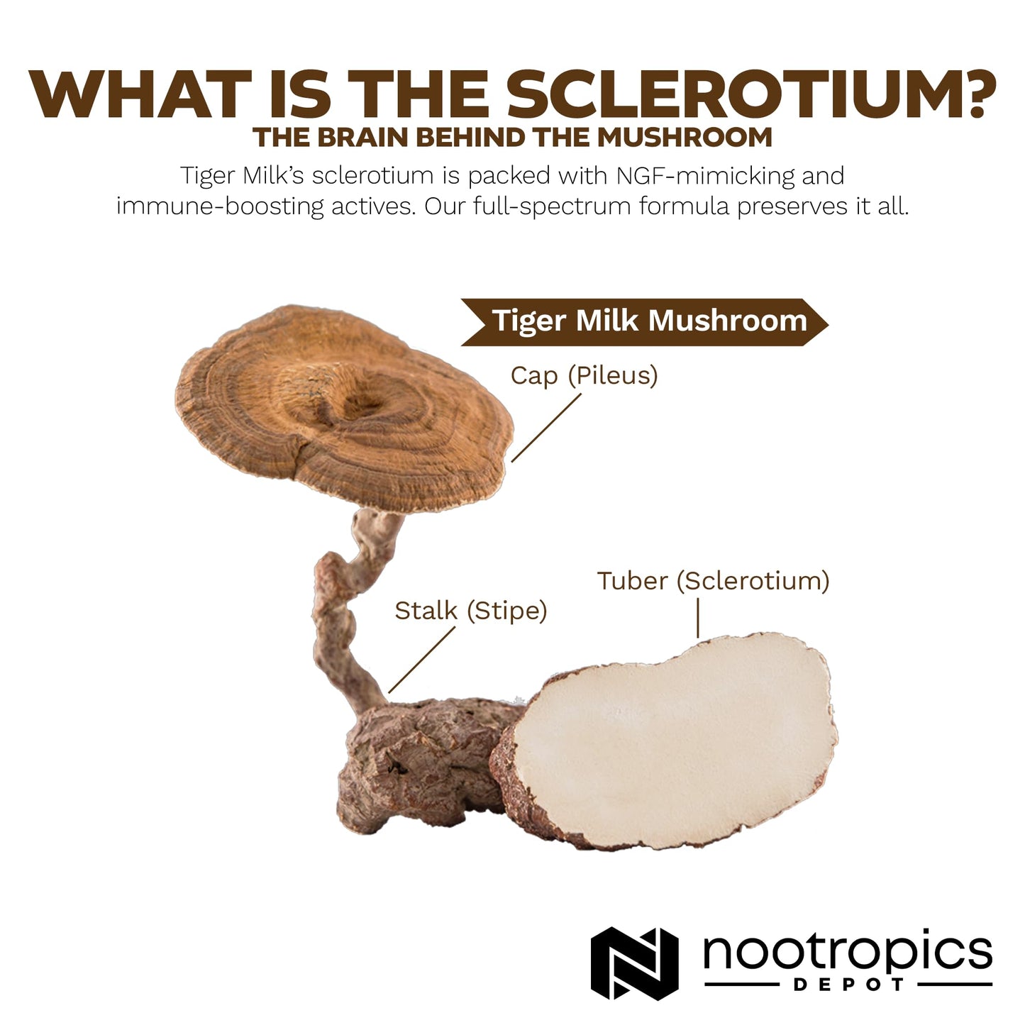 Nootropics Depot Tiger Milk Mushroom 60 Capsules