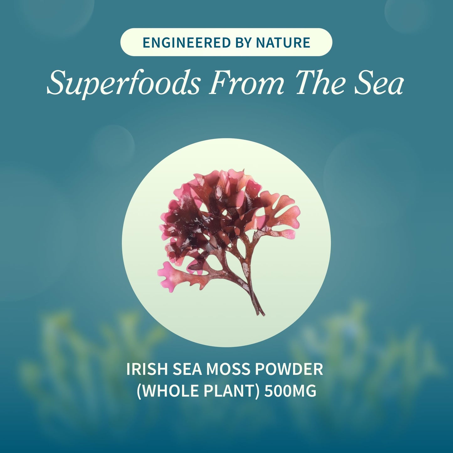 Snap Supplements Irish Sea Moss Soft Chews 60 Count