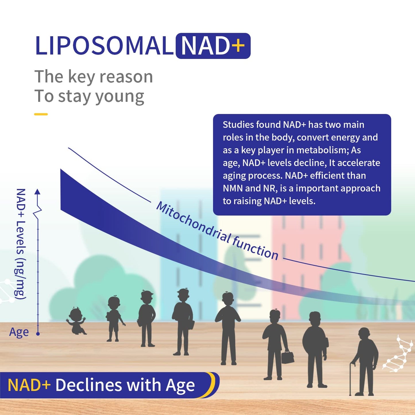 NICMIN 800MG Liposomal NAD+ with TMG 300MG 120 Capsules