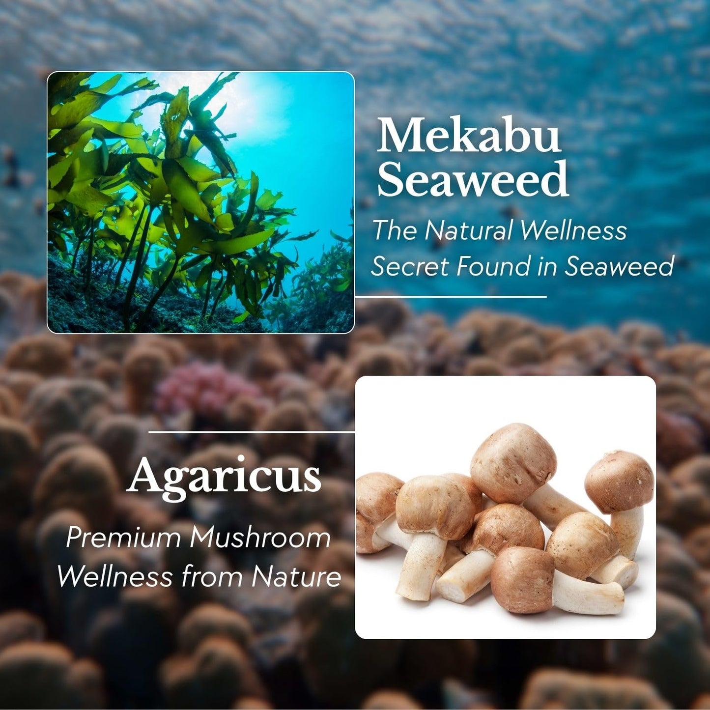 FINE JAPAN Fucoidan with Wakame Seaweed Extract & Agaricus Extract - Vegetarian kelp Supplement, 198 Tablets
