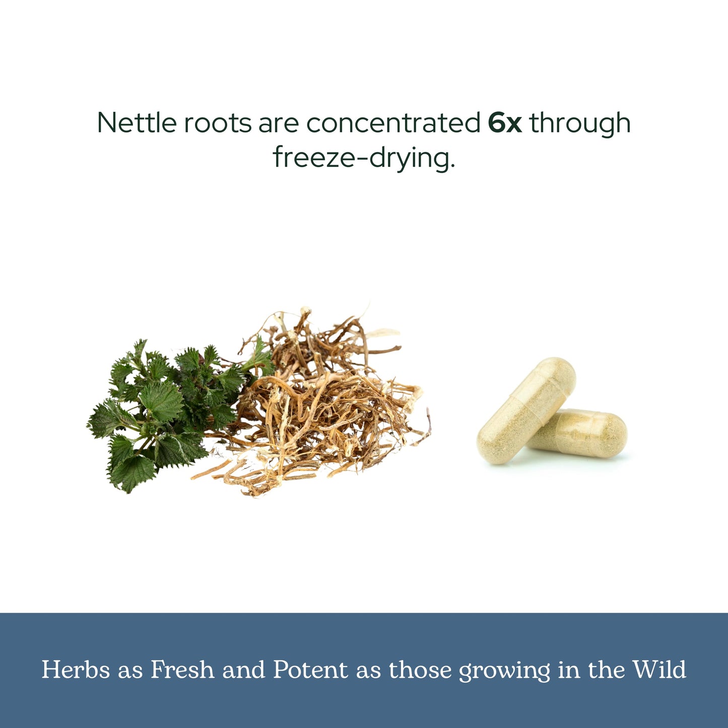 Eclectic Institute Nettle Root Capsules Prostate, Urinary Tract, and Male Health Support, Vegan, Non-GMO, Gluten Free, Freeze-Dried, 90 Capsules