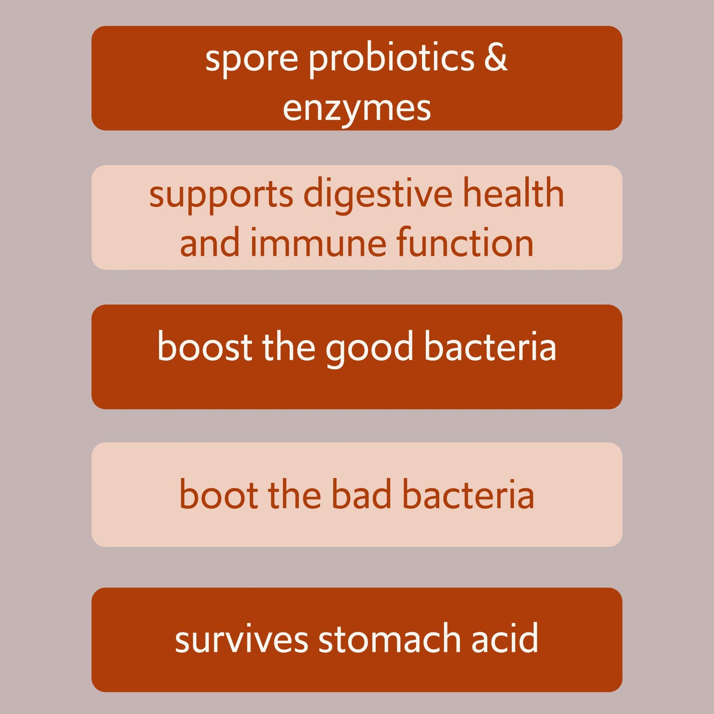 iEnzymes Bacillus B3 Spore-Based Probiotic + Enzymes for Gut Health & Microbiome Support, Shelf-Stable Daily Probiotic with Bacillus Coagulans, Bacillus Subtilis & Bacillus Clausii, 60 Capsules