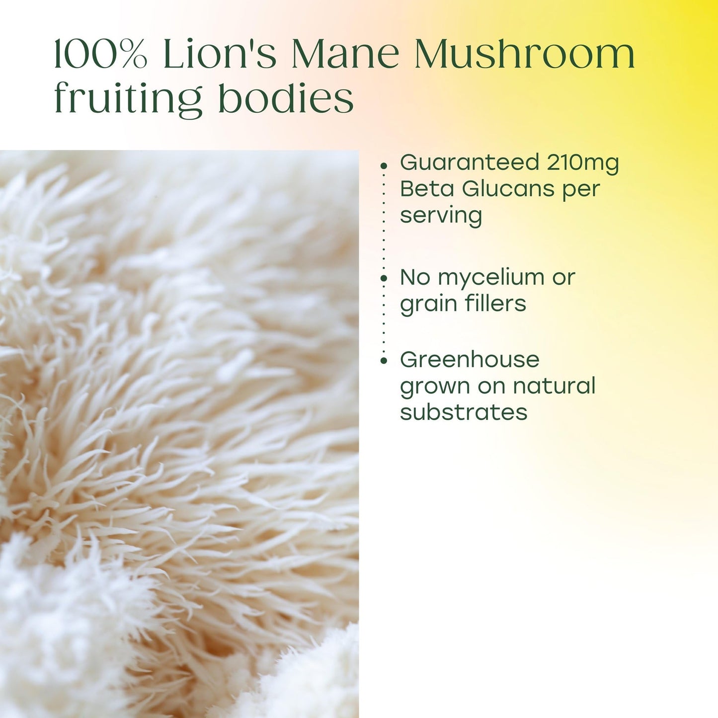 MegaFood Superfood Mushroom Focus Support with Lions Mane, 60 Capsules