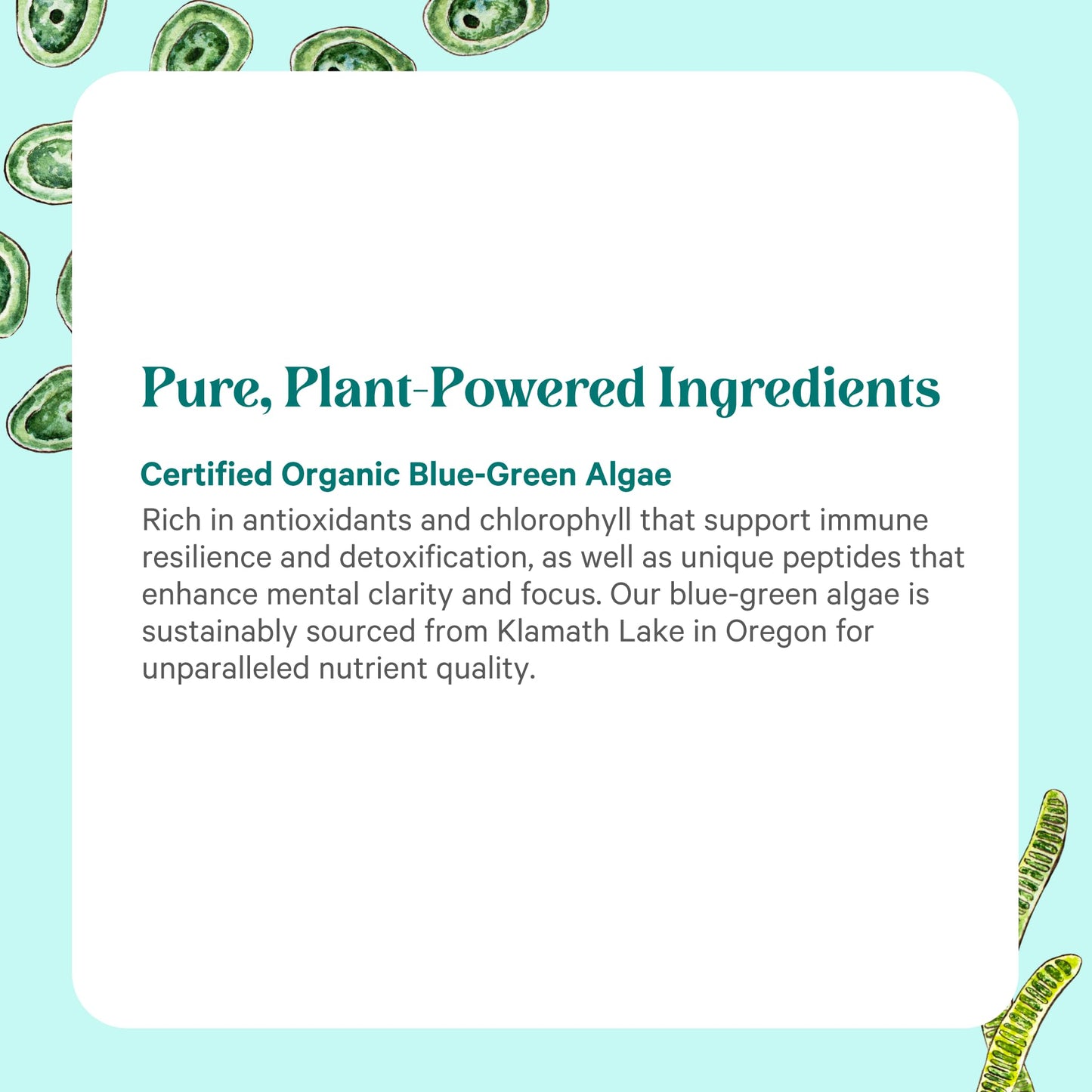 PURE SYNERGY Blue-Green Algae Powder, 3.2 oz
