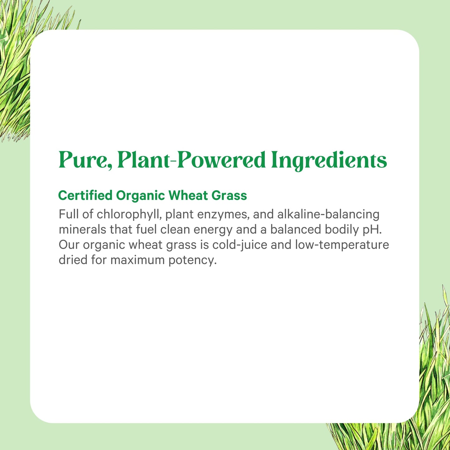 Pure Synergy Organic Wheat Grass Juice Powder, 5.3 oz