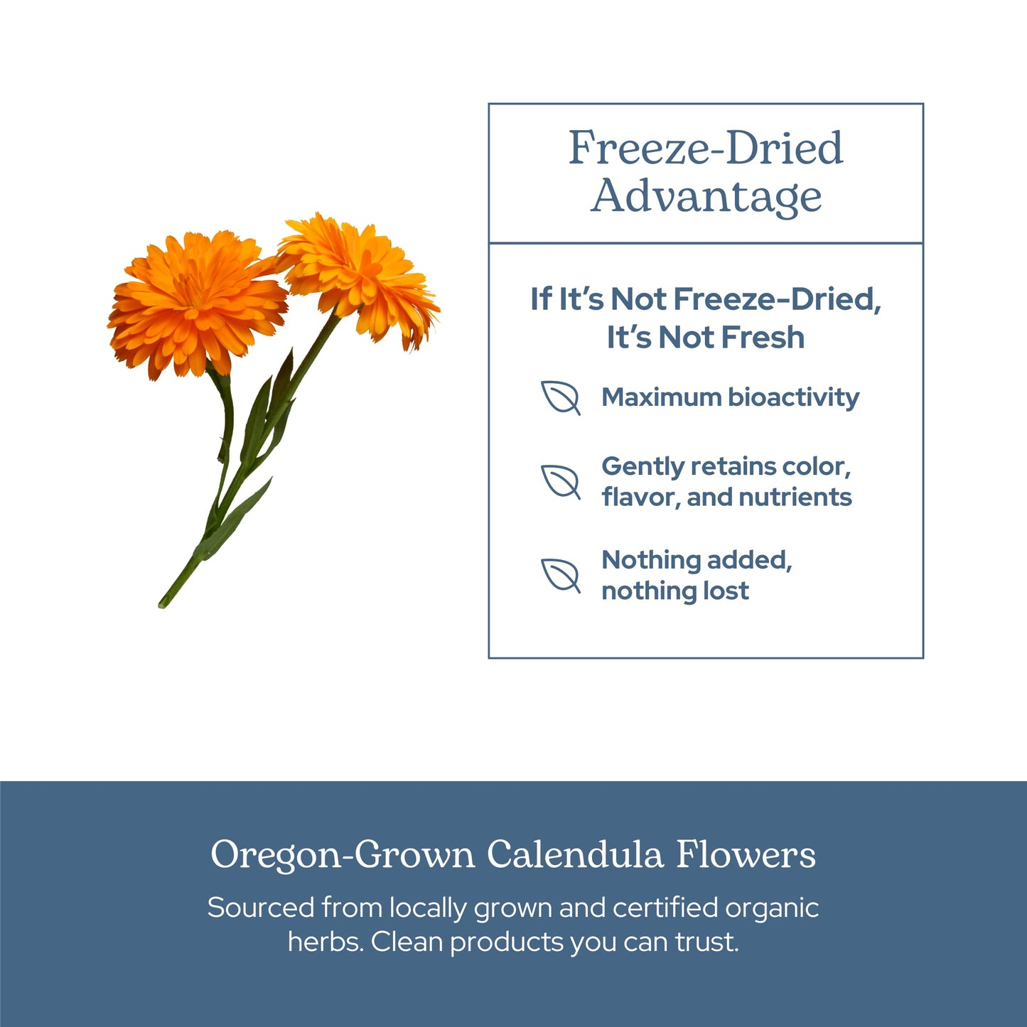ECLECTIC INSTITUTE Calendula Freeze-Dried Capsules 90 Count