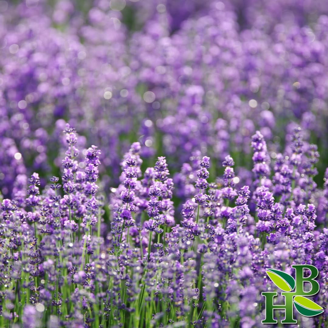 Herb To Body Dried Lavender Flowers Powder 4 oz