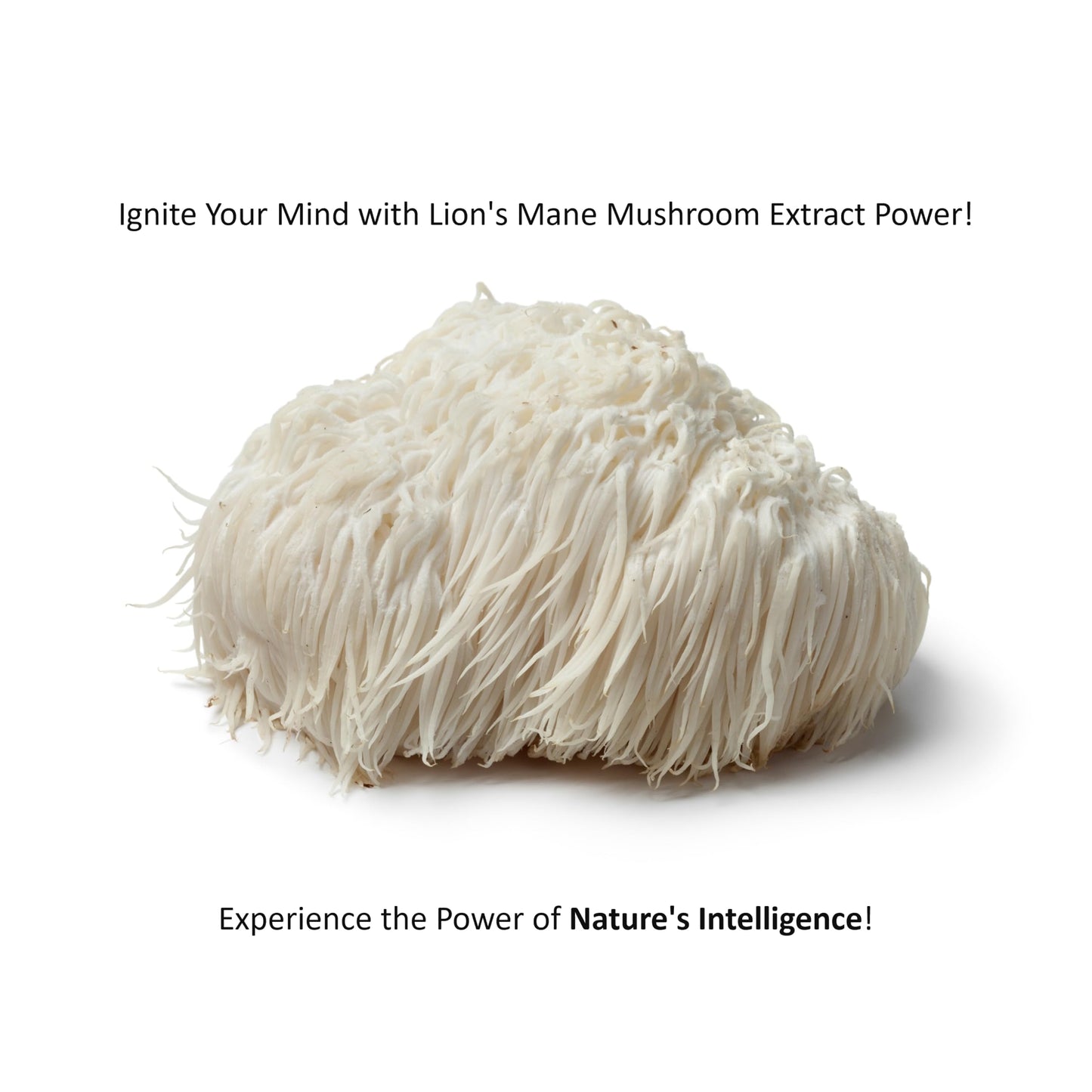 Jetsu Pure 7 Organic Mushroom Extract Powder, 8 oz