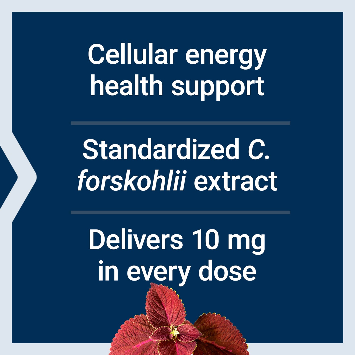 Life Extension Forskolin (Coleus forskohlii) Cellular Energy Health Support Supplement, 10 mg, standardized Extract, 60 Capsules