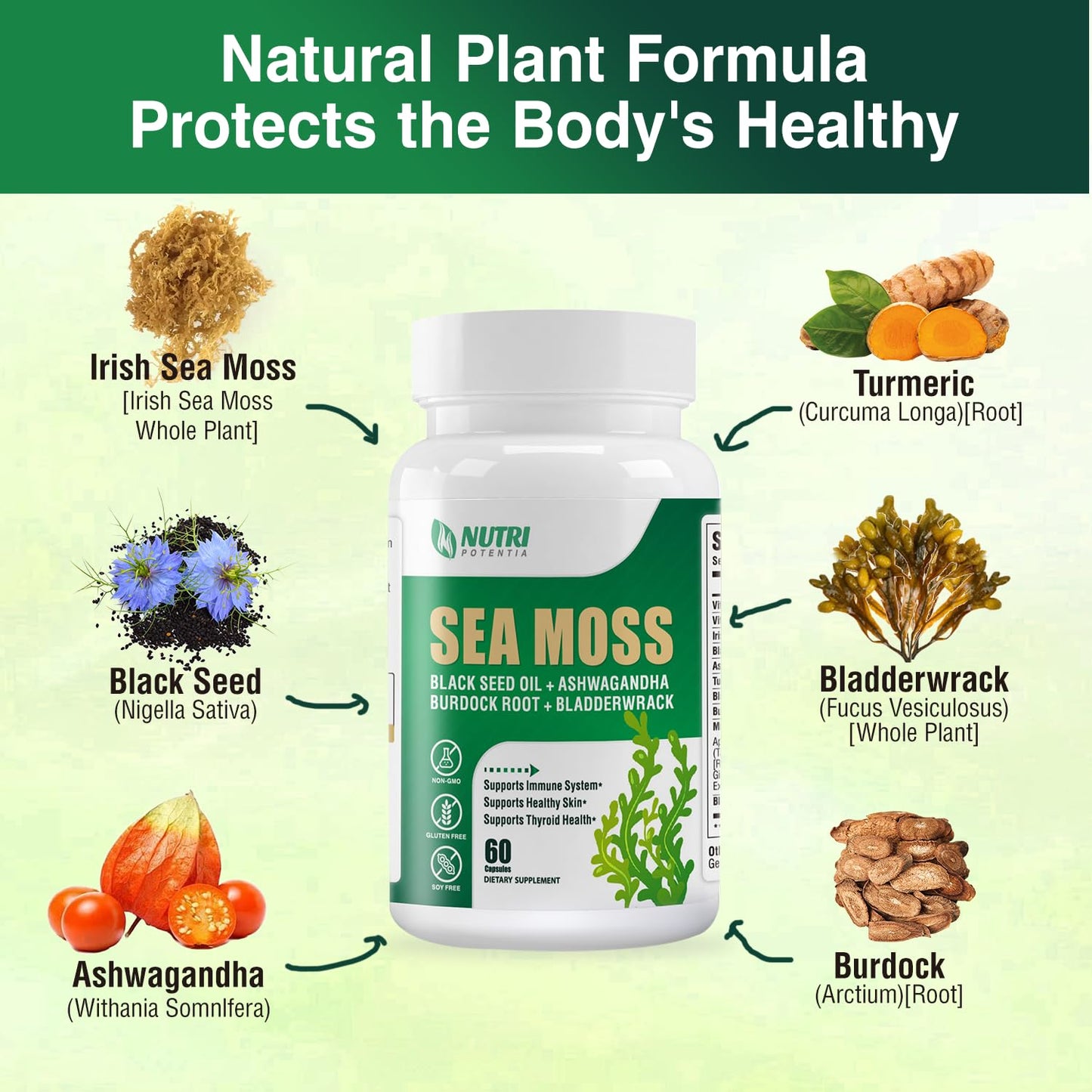 NUTRI POTENTIA Sea Moss Capsules, 60 Count