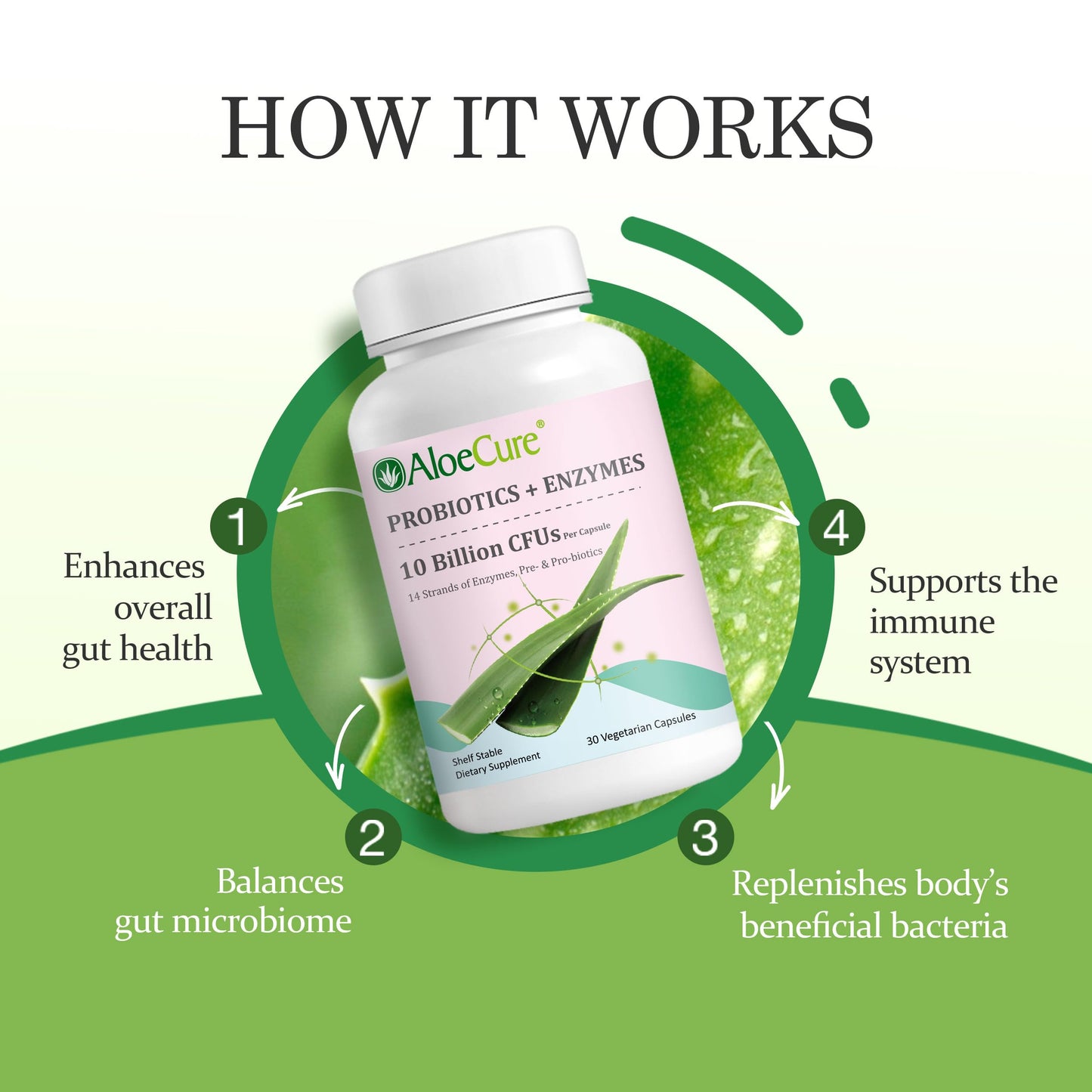 AloeCure Daily Probiotics 10 Billion CFUs + Enzymes & Prebiotics, 30 Capsules