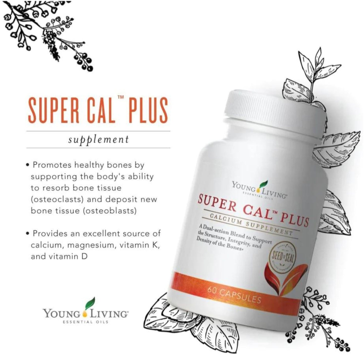 Young Living Super Cal Plus Calcium Mineral Bone Health Supplement, Synergistic Blend of Magnesium, Vitamins D & K, 60 Capsules