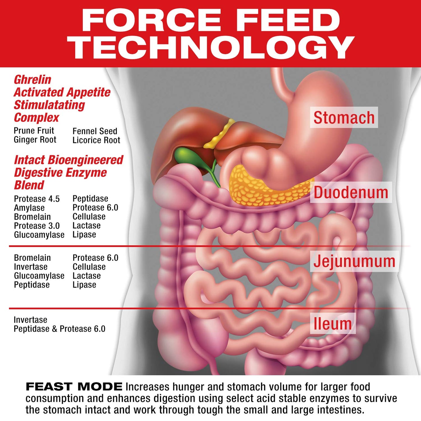 MuscleMeds Feast Mode Appetite Stimulant Weight Gain Digestive Enzymes Capsule 90 Count