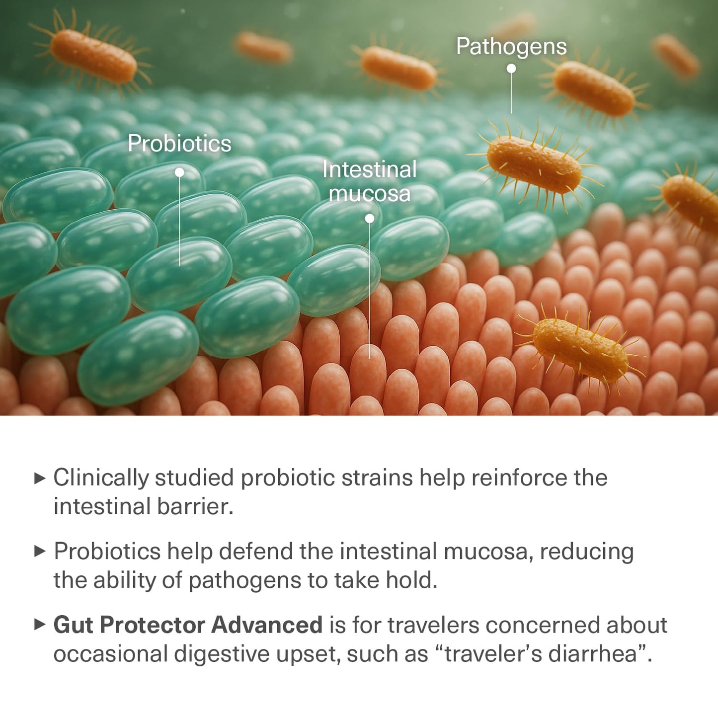 TRAVELSANA Travel Probiotics Capsule, 30 Count