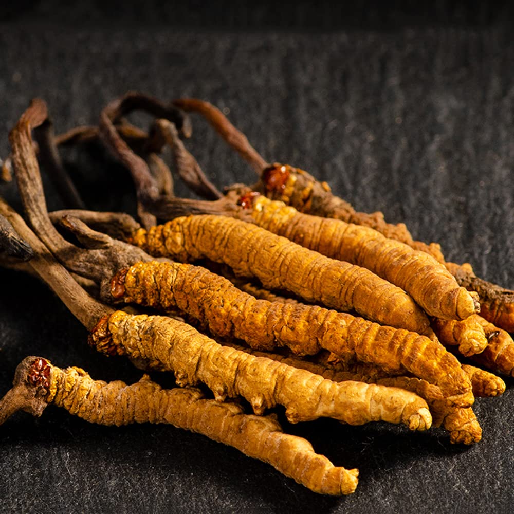 Generic Cordyceps Sinensis Powder 800 Ounces