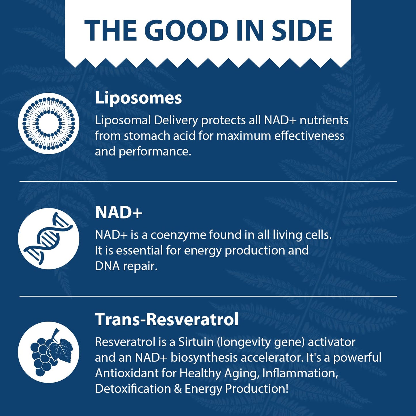 Lepoznan Liposomal NAD+ 500 mg + Trans-Resveratrol 300 mg, Superior Absorption True NAD Supplement Efficient for Cellular Energy Metabolism & DNA Repair, 60 Softgels