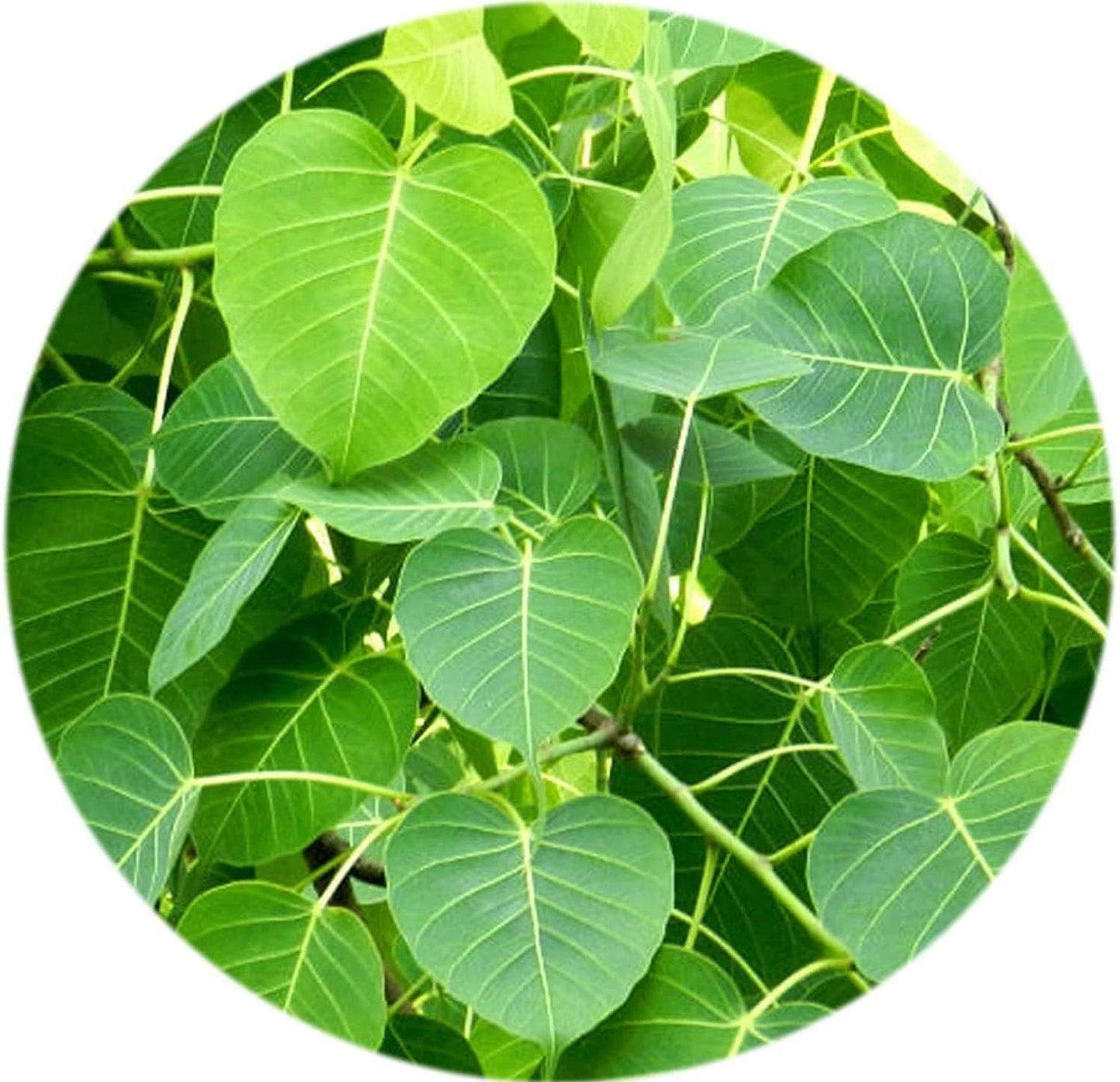 SENTA Valli Organics Peepal Leaf Powder 3.52