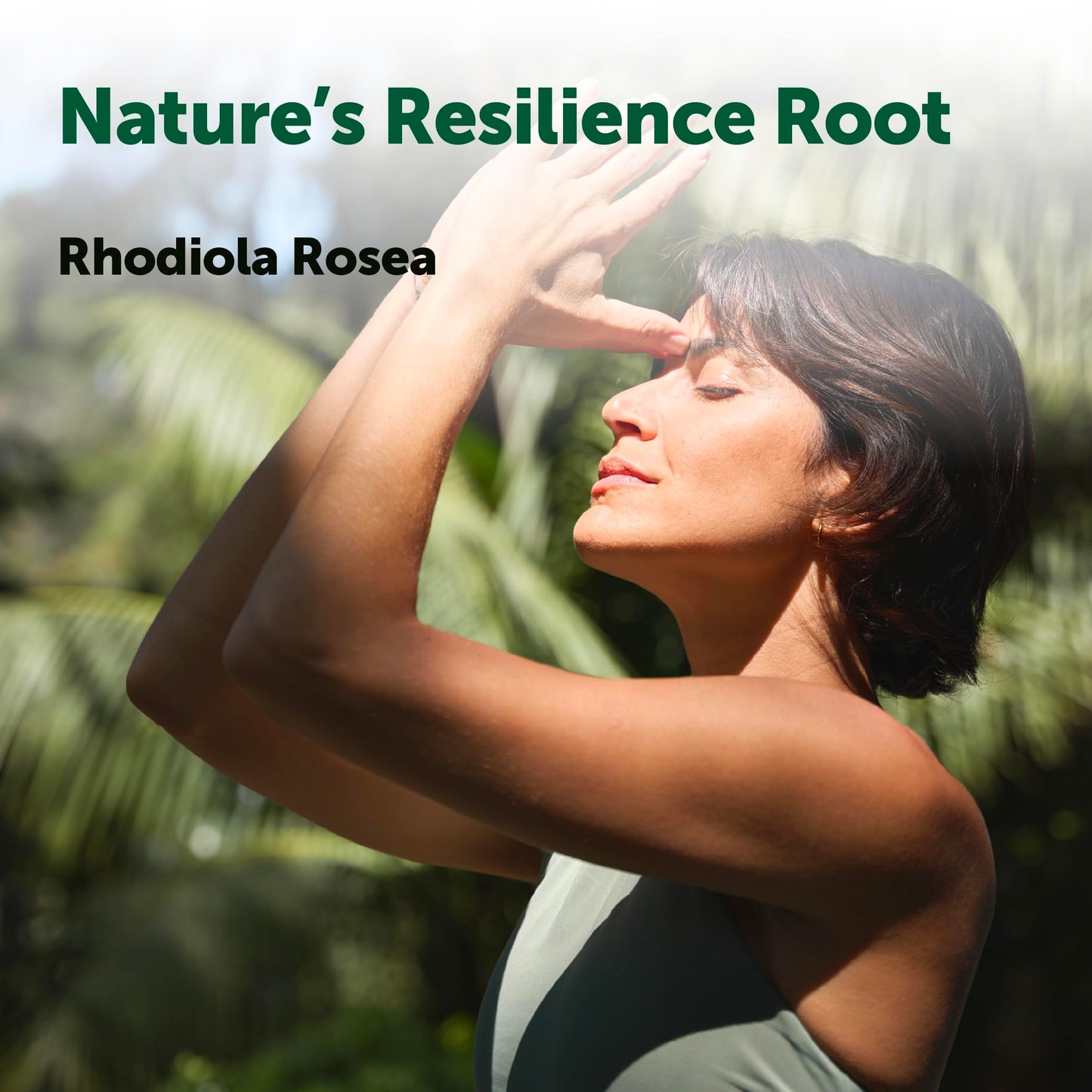 Micro Ingredients Rhodiola Rosea Supplement Capsule 240 Count