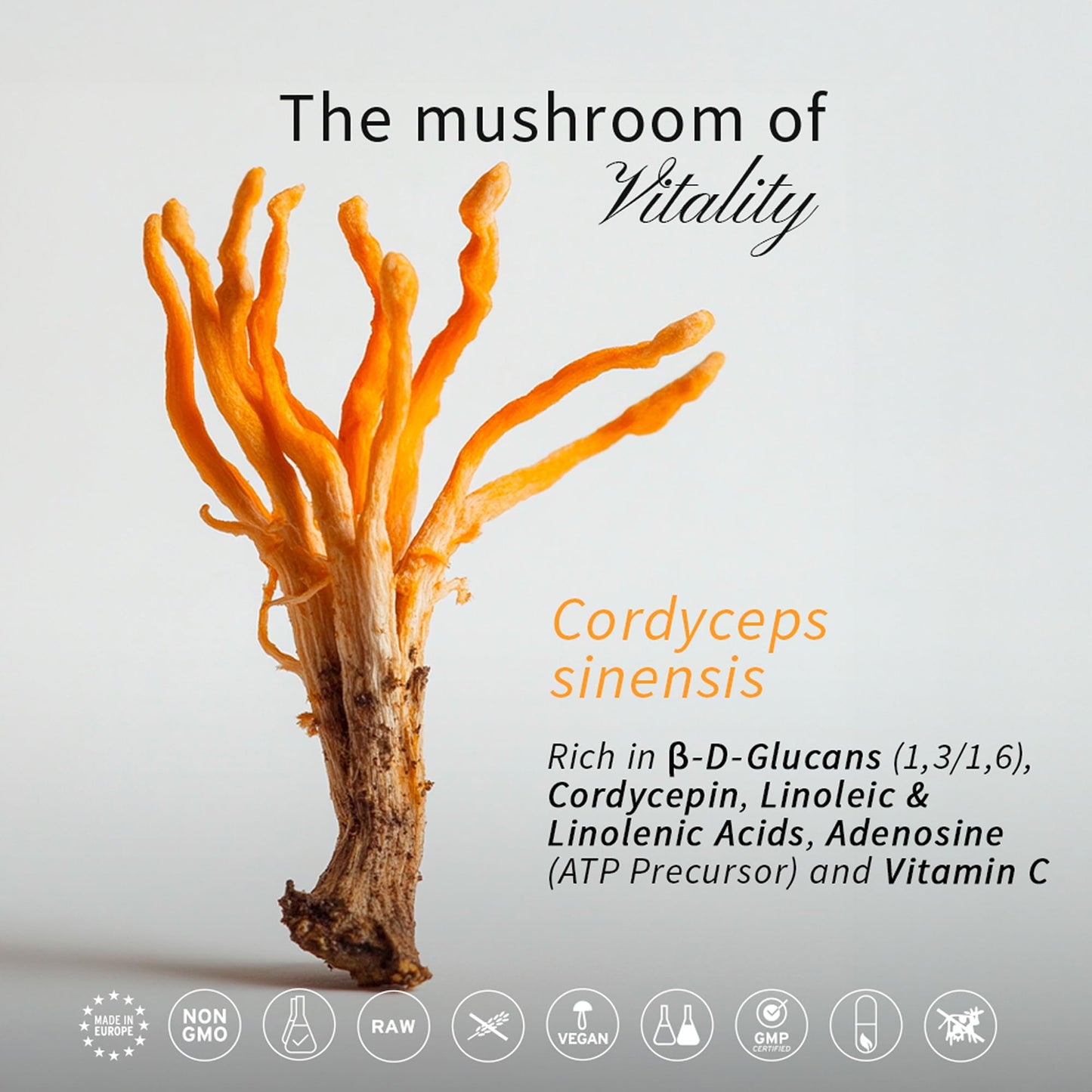 HIFAS DA TERRA Mico-Cord Cordyceps Mushroom Powder Capsules, 70 Capsules
