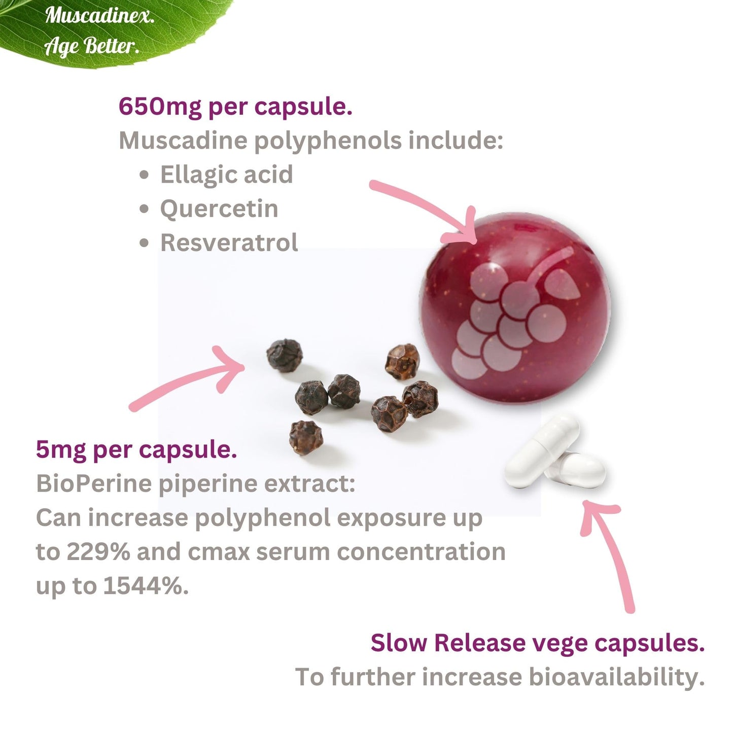 Muscadinex Muscadine Grapeseed Supplement Slow Release Capsules, 60 Capsules