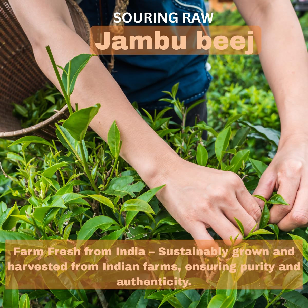 Generic Morsan's Jambu Beej (Syzygium cumini) Capsules, 60 Capsules